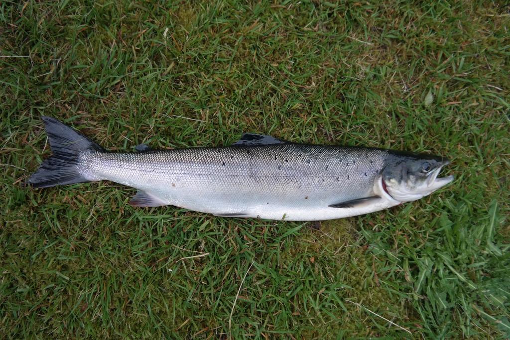 Holmset Camping And Fishing Namdalseid Luaran gambar
